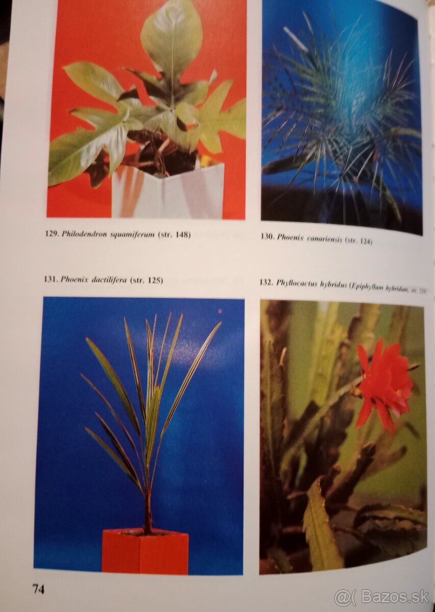 Naše izbové kvetiny - 4