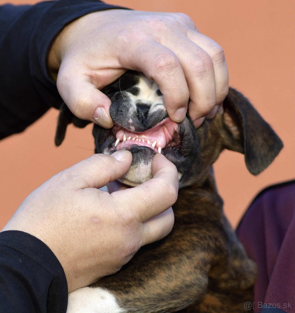 Nemecký boxer- šteniatka s PP - 4