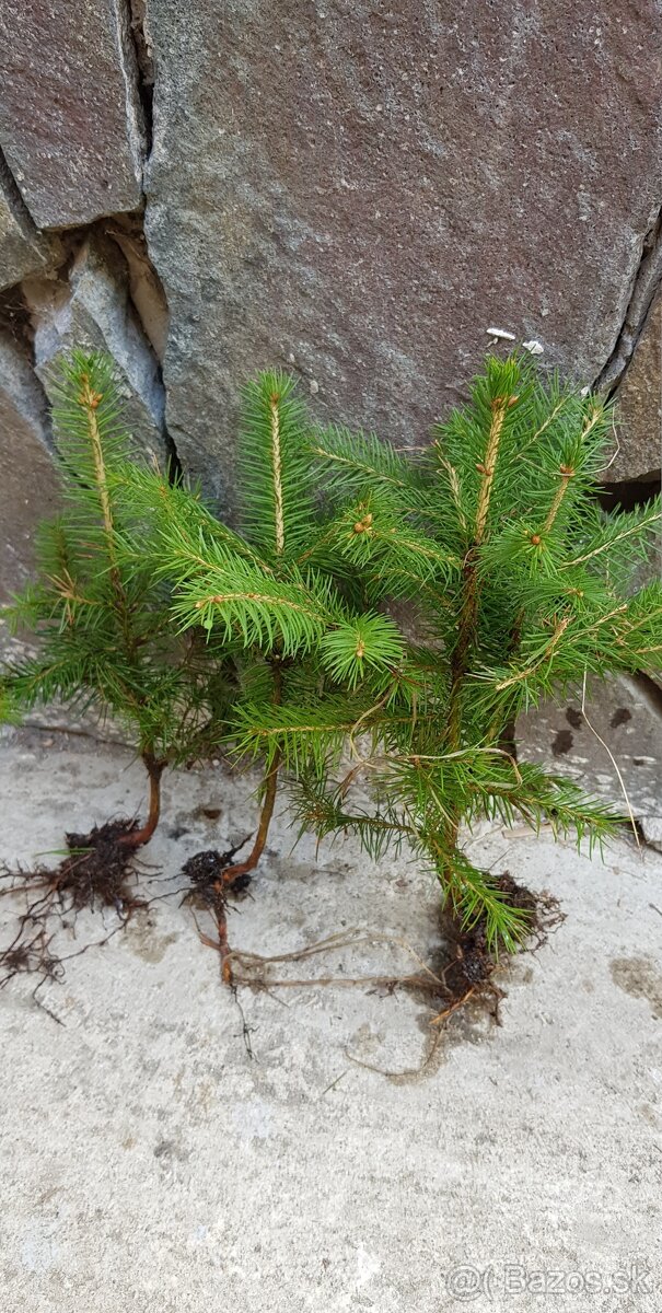 Smrek, jedla, borovica - 4