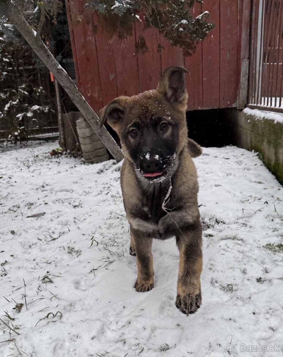 Nemecký ovčiak - 4