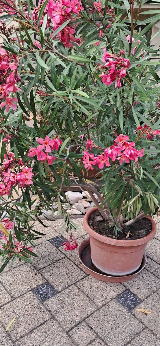 Predám oleandre - 4