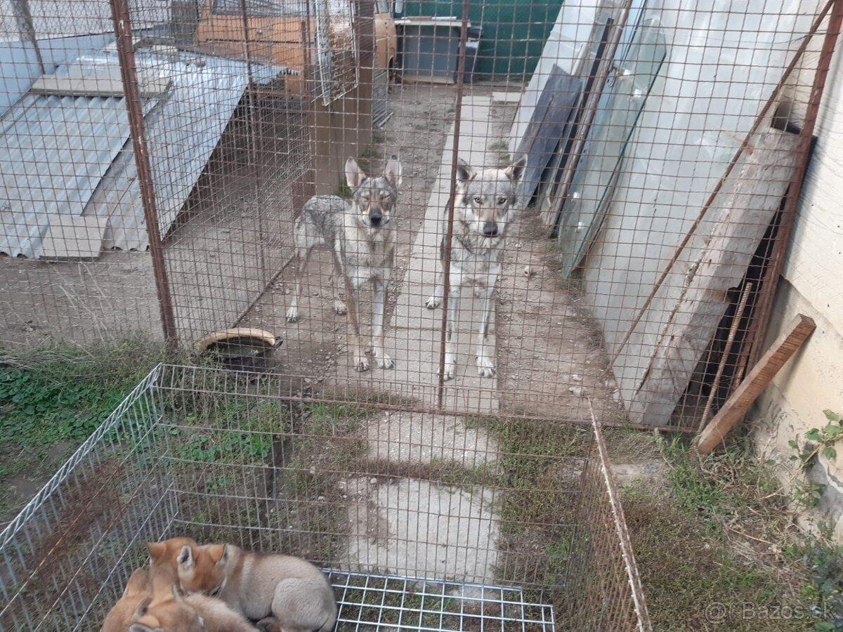 Ceskoslovenský vlčiak-šteniatka - 4