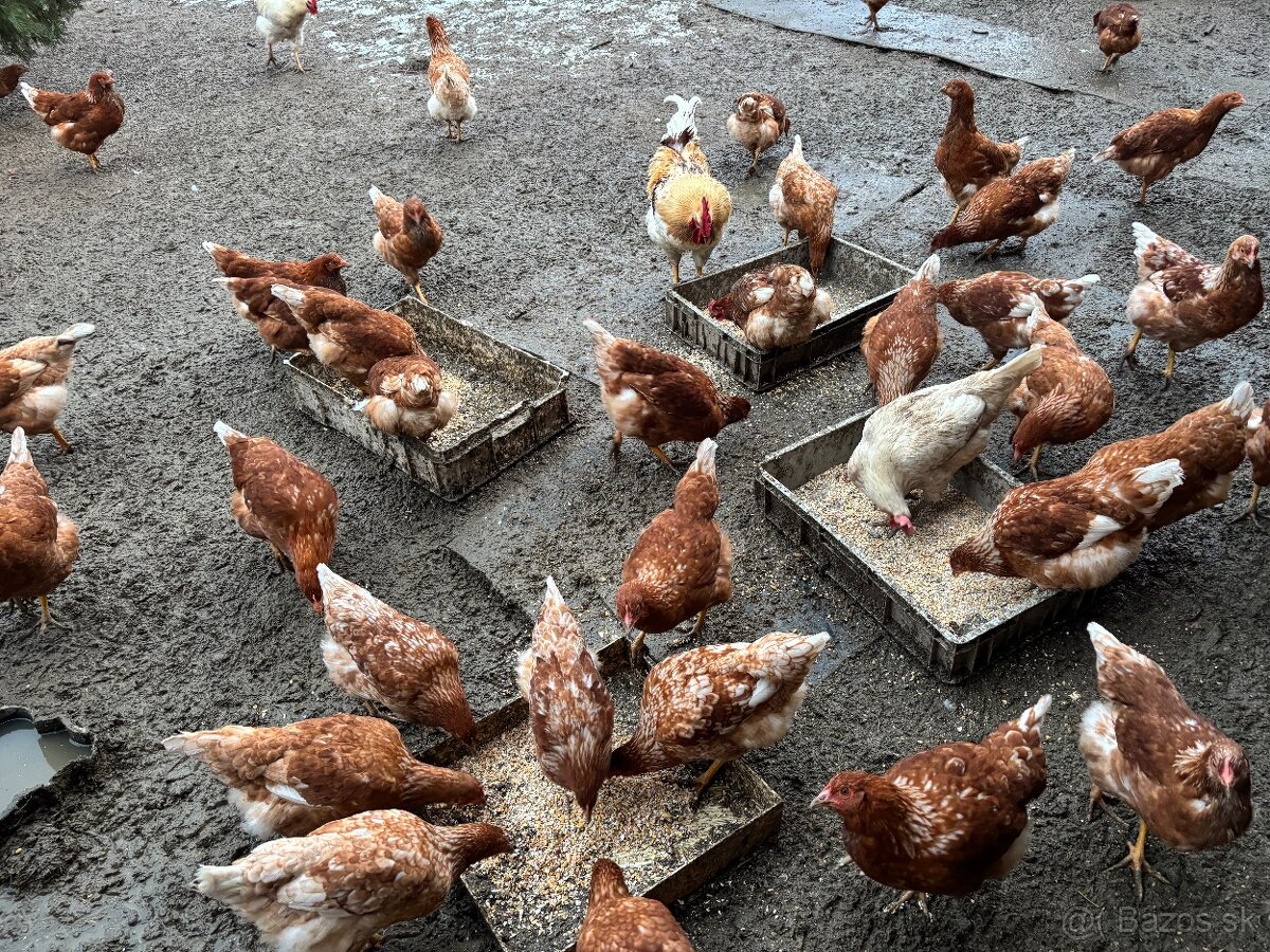 Vysokoznáškové nosnice / mládky - 4