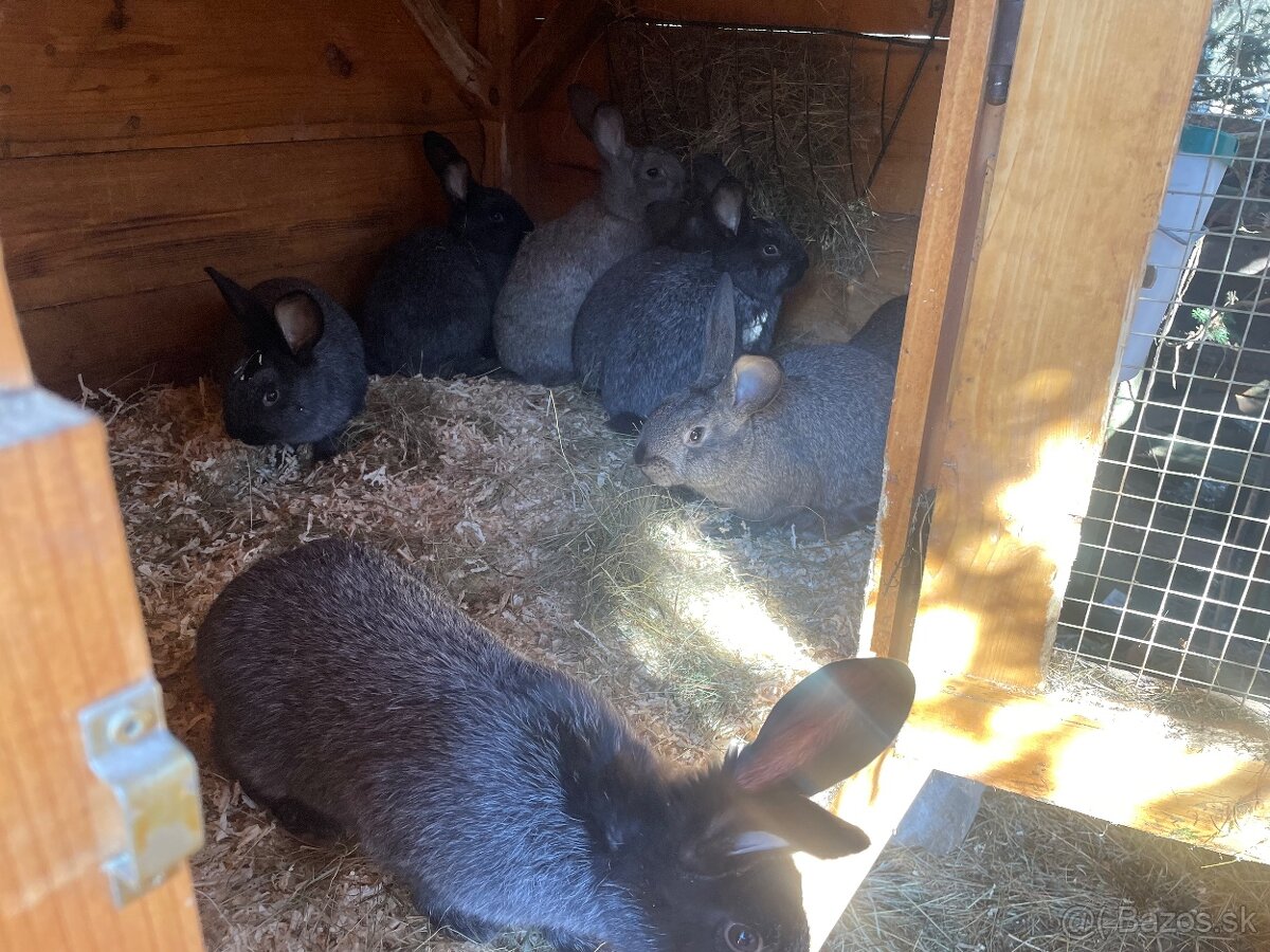 Predám krížené králiky - 4