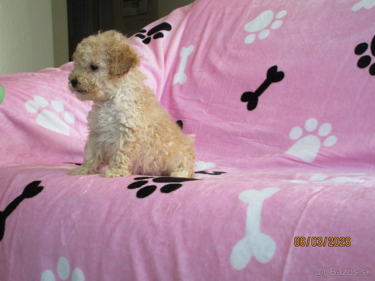 Pudel toy apricot white - 4