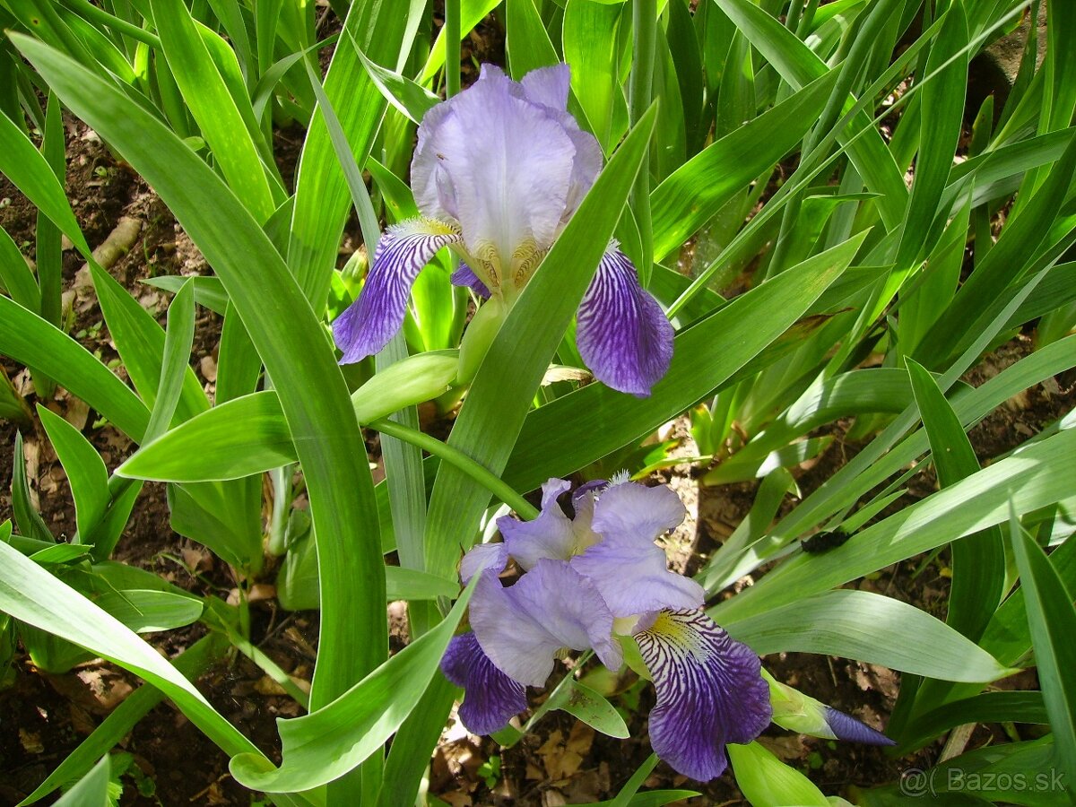 Vysoké fialové kosatce - výmena za inú farbu - 4