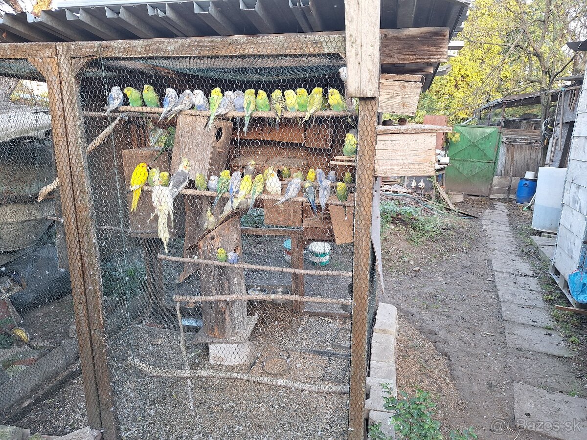 Predám mladé andulky - 4