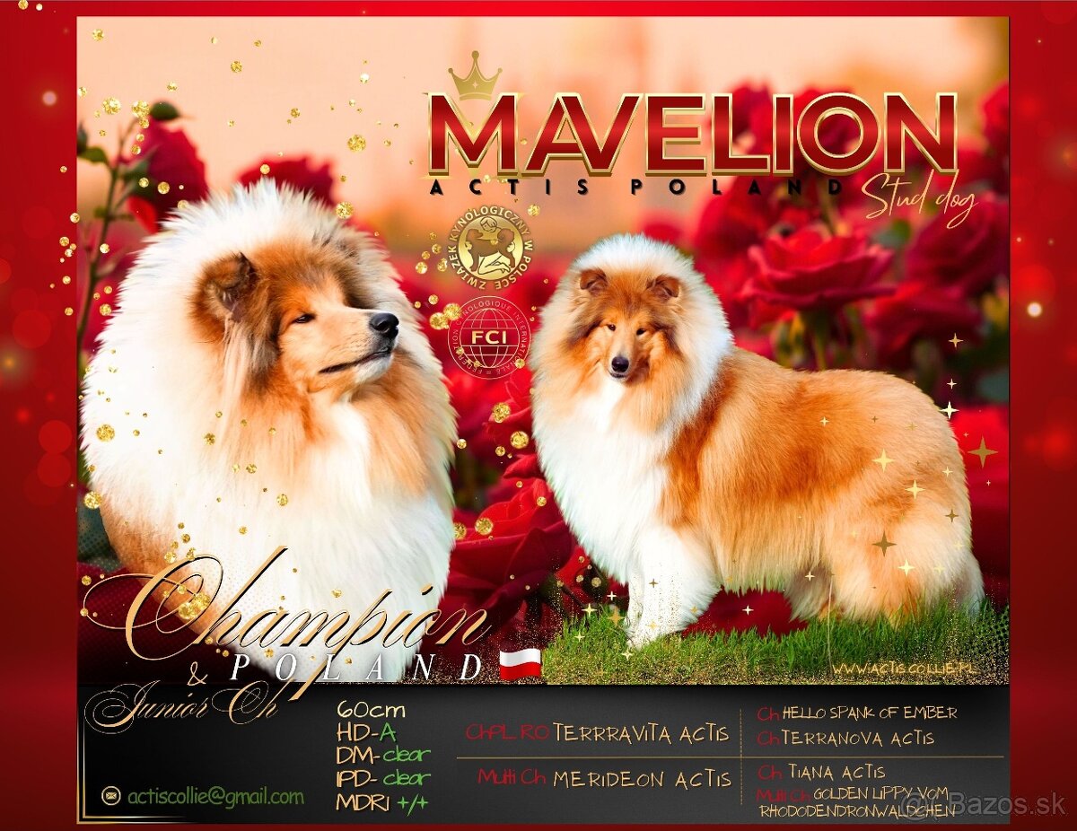 Kólia dlhosrstá s PP - 4