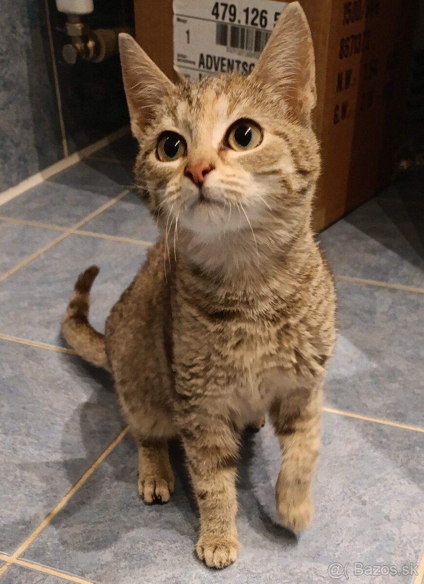 Darujem mačiatka - 4