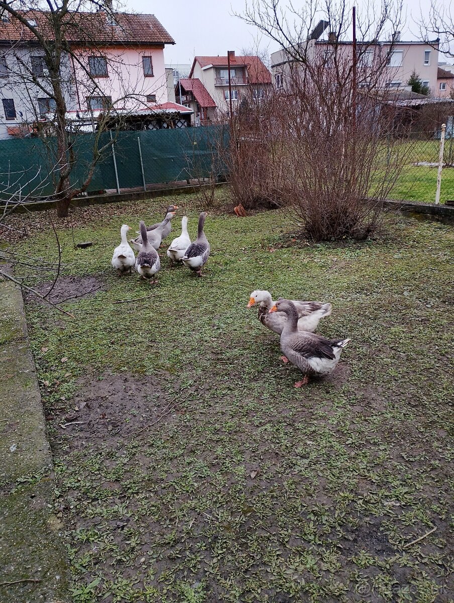 Predam dva páry husí - 4