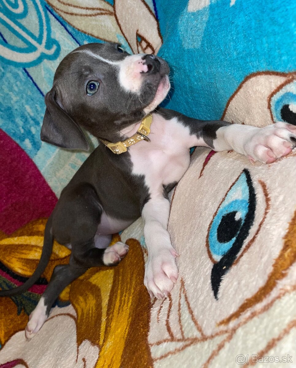 Americky Staford - 4