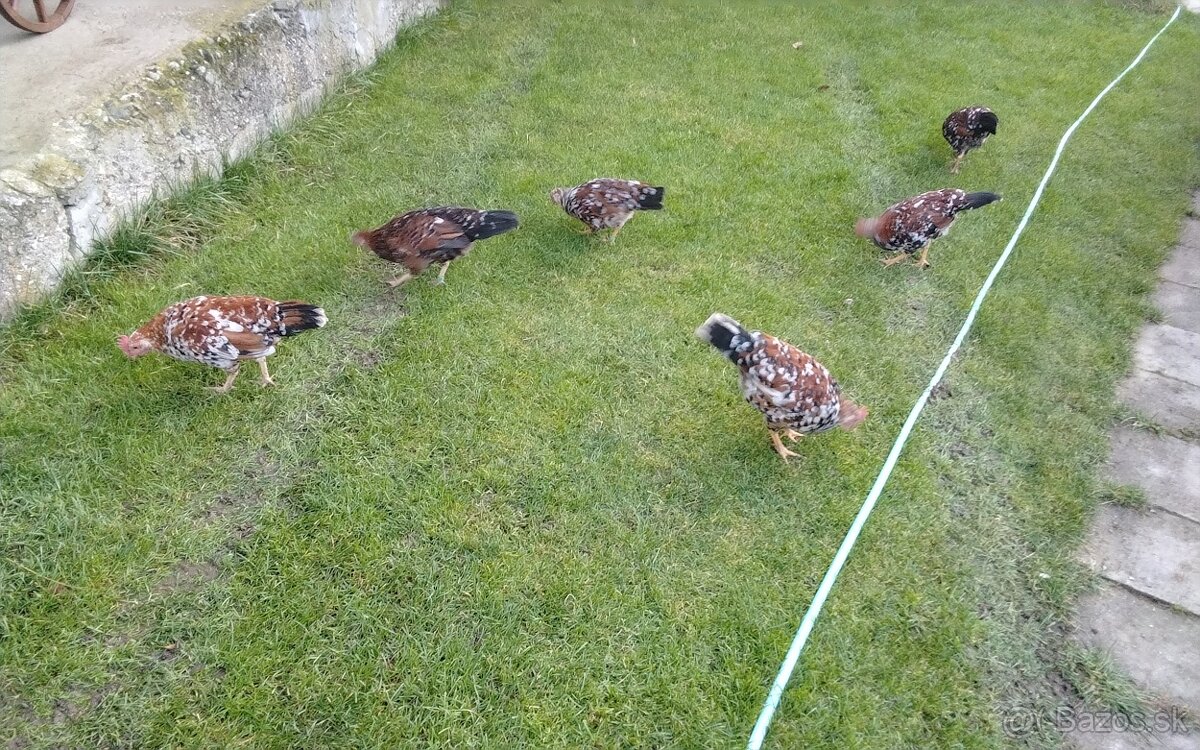 Predám vlaška porcelanova - 4