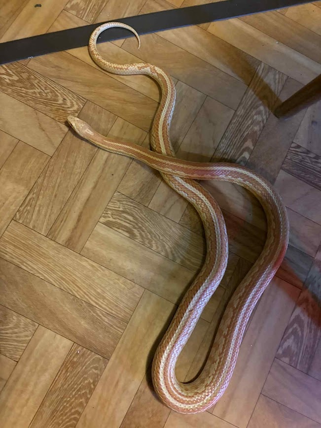 Užovka červená - 4