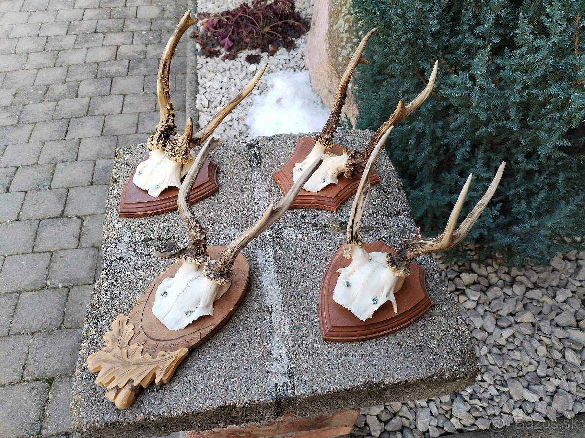 Srnčie trofeje parohy parozie - 4