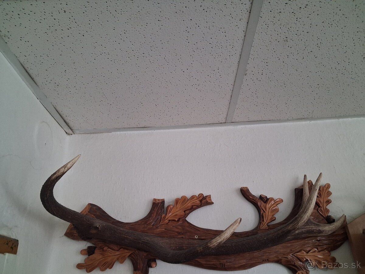 Jelenie a srncie trofeje - 4