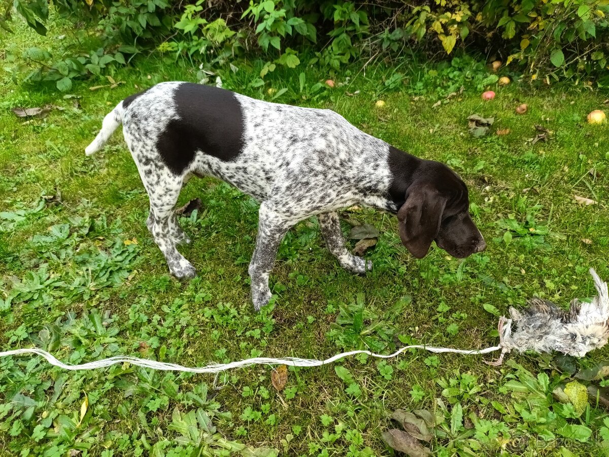 Německý krátkosrstý stavač - 4