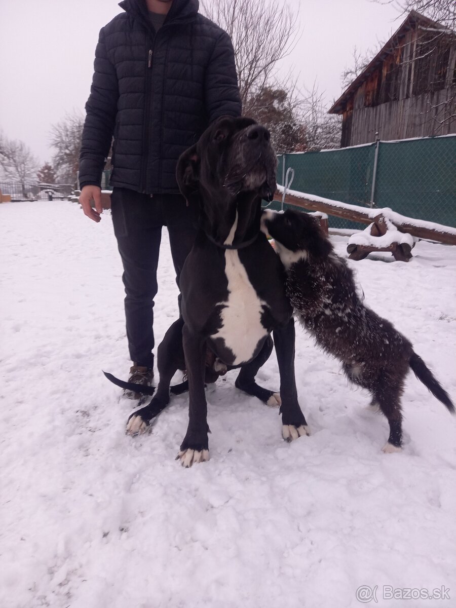 Nemecka doga krytie - 4