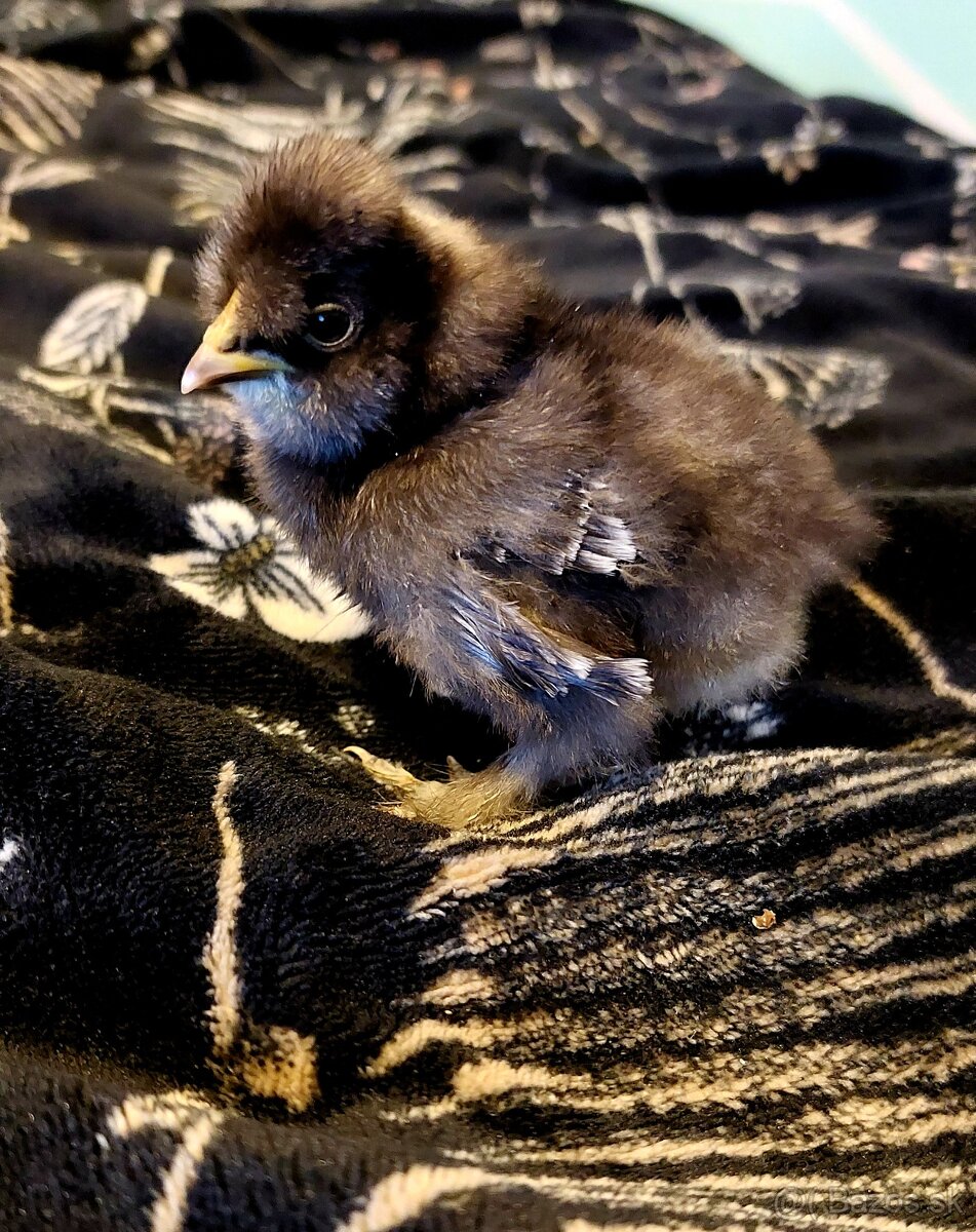 Hodvábničky-kuriatka - 4