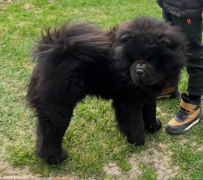 Chow chow s PP - 4