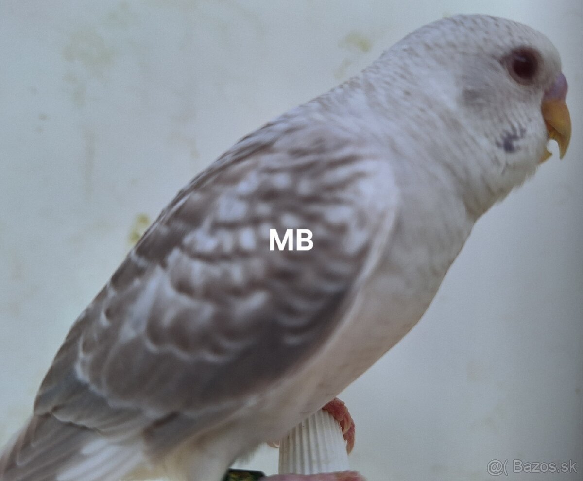 Andulky BFBW a blackwings čiernokridle - 4