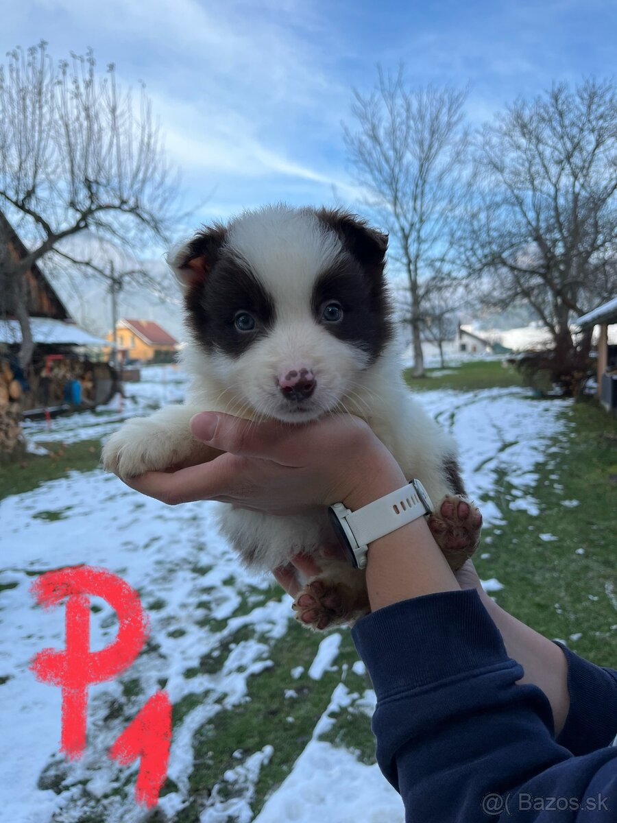 Predám border kólia šteniatka - 4