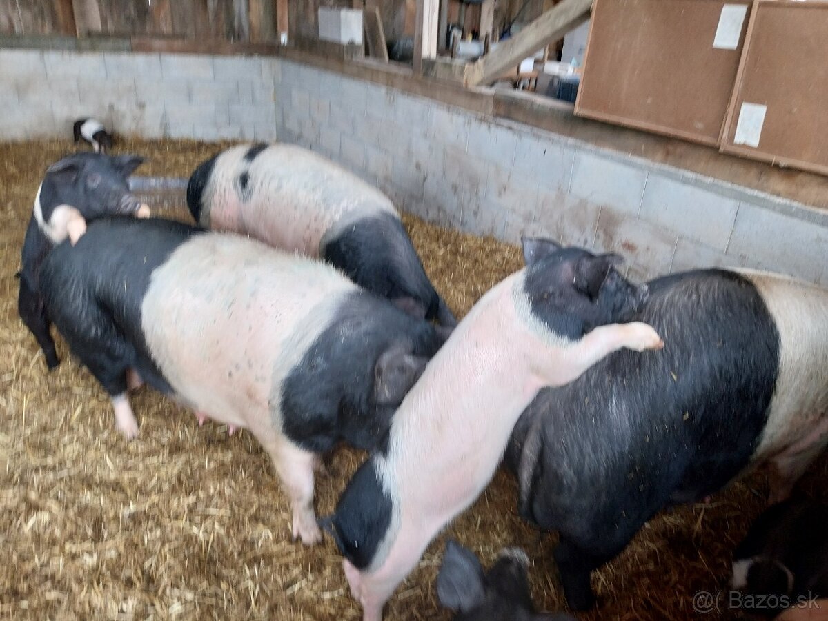 Kancek kanec presticke - 4