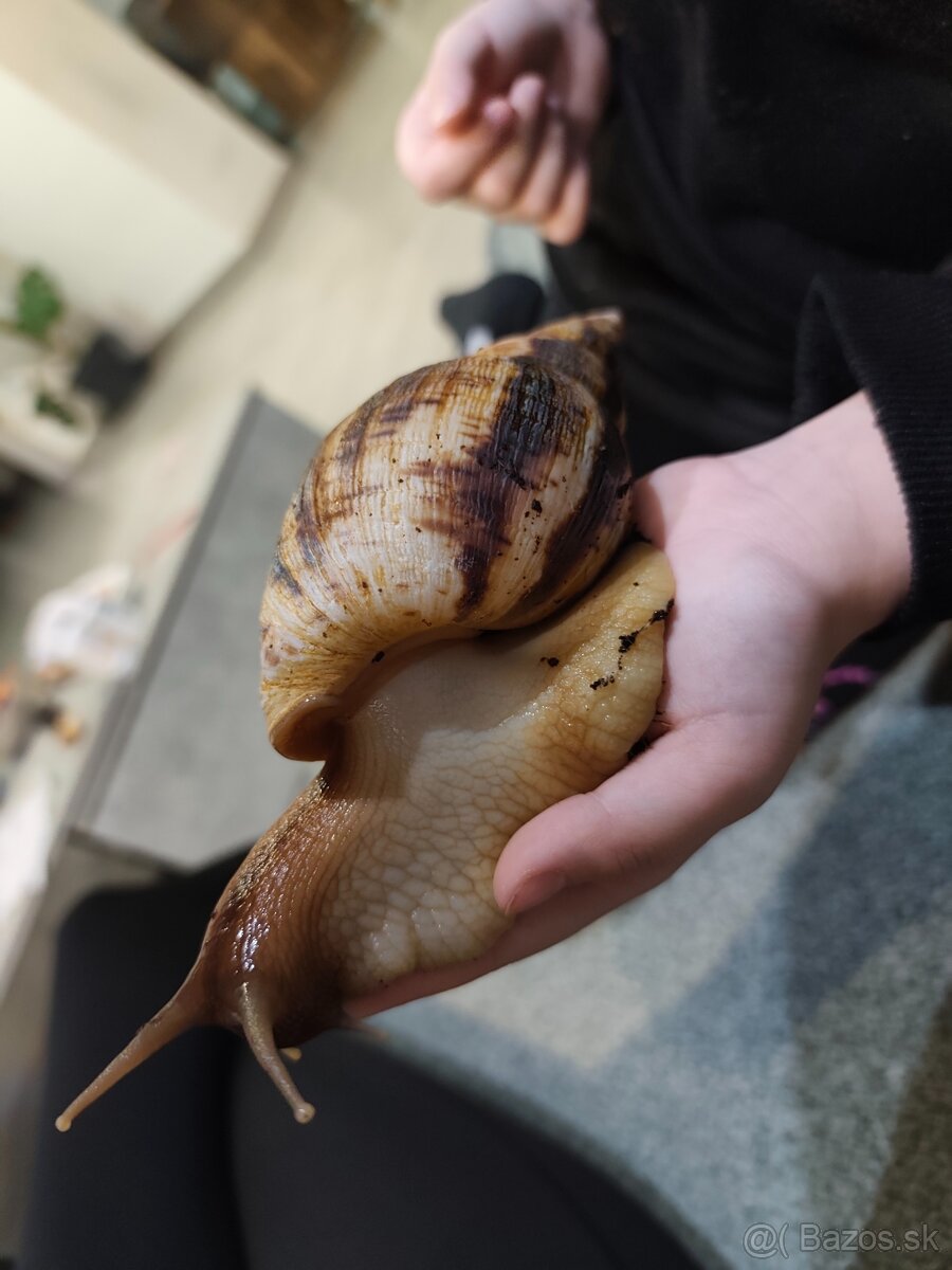 Africké slimáky - 4