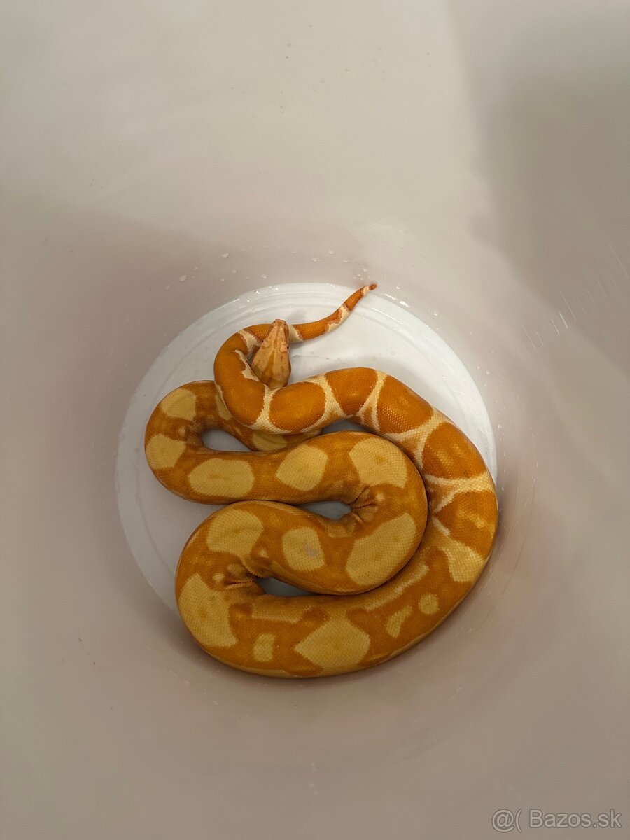 Veľhad kráľovský - 4