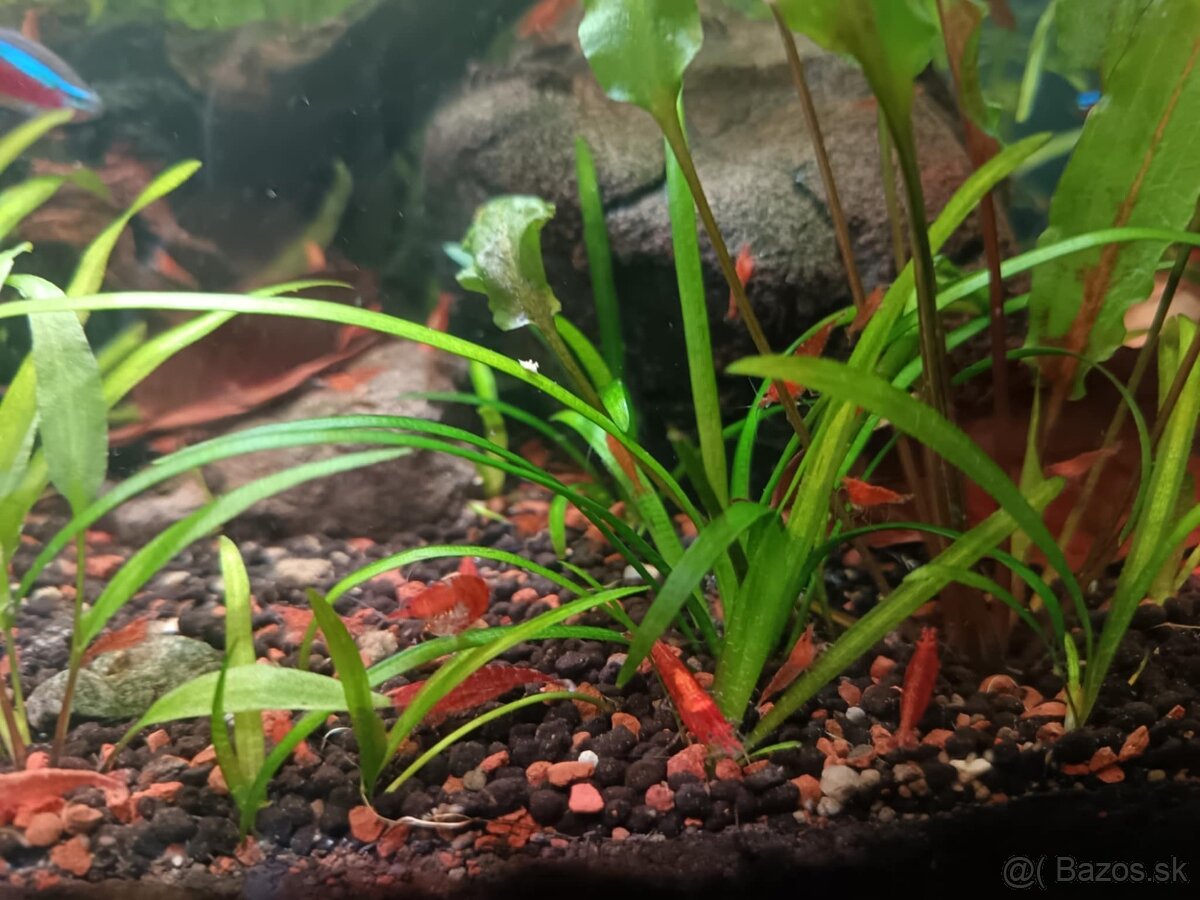 Krevety, krevetky - 4