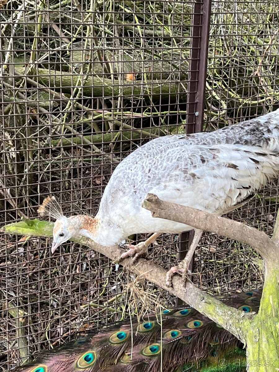 Pávy - predám / vymením - 4