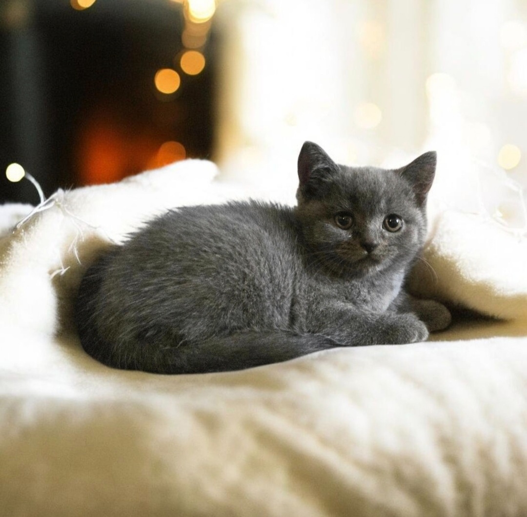 Britska macka s PP - 4