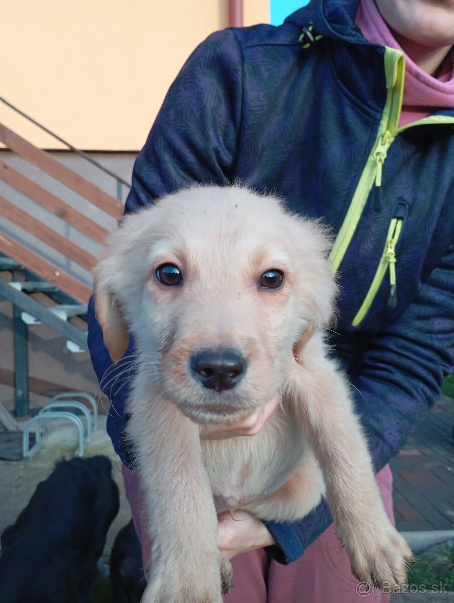 Šteniatka labradora - 4