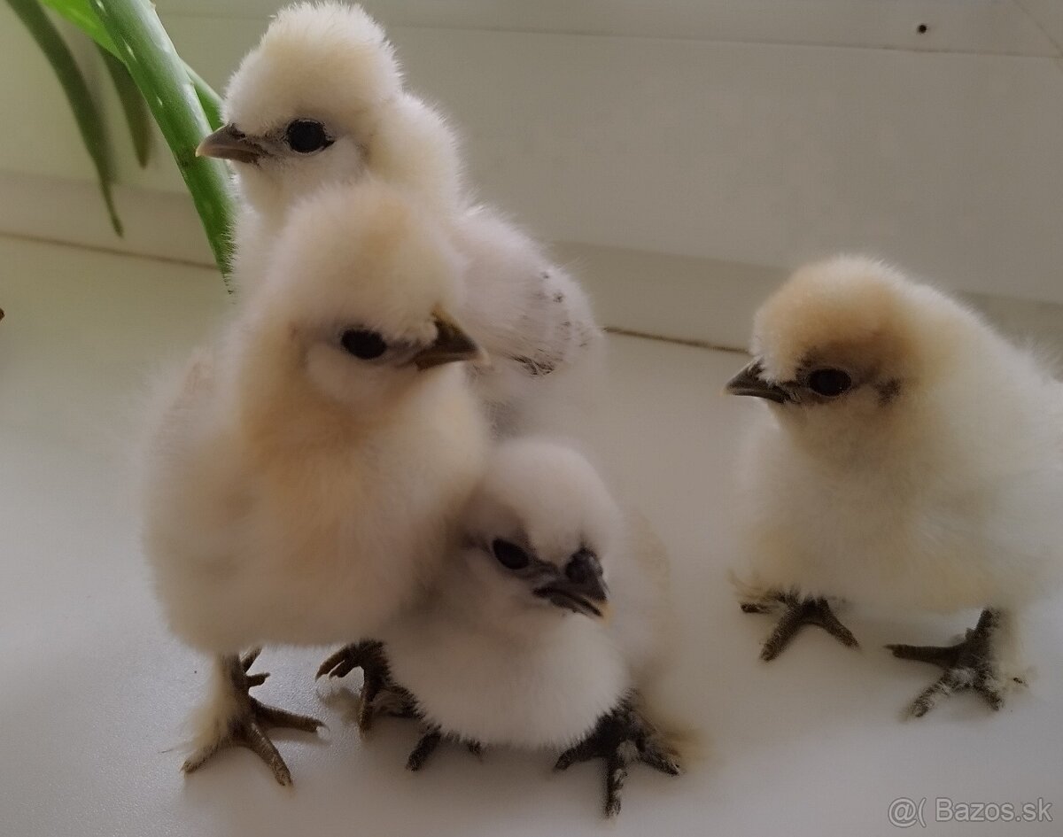 Kuriatka usa hodvabničky - 4