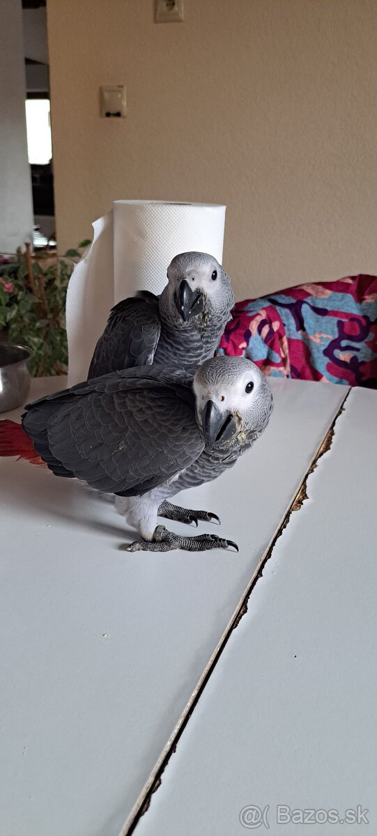 Papagaj žako - 4