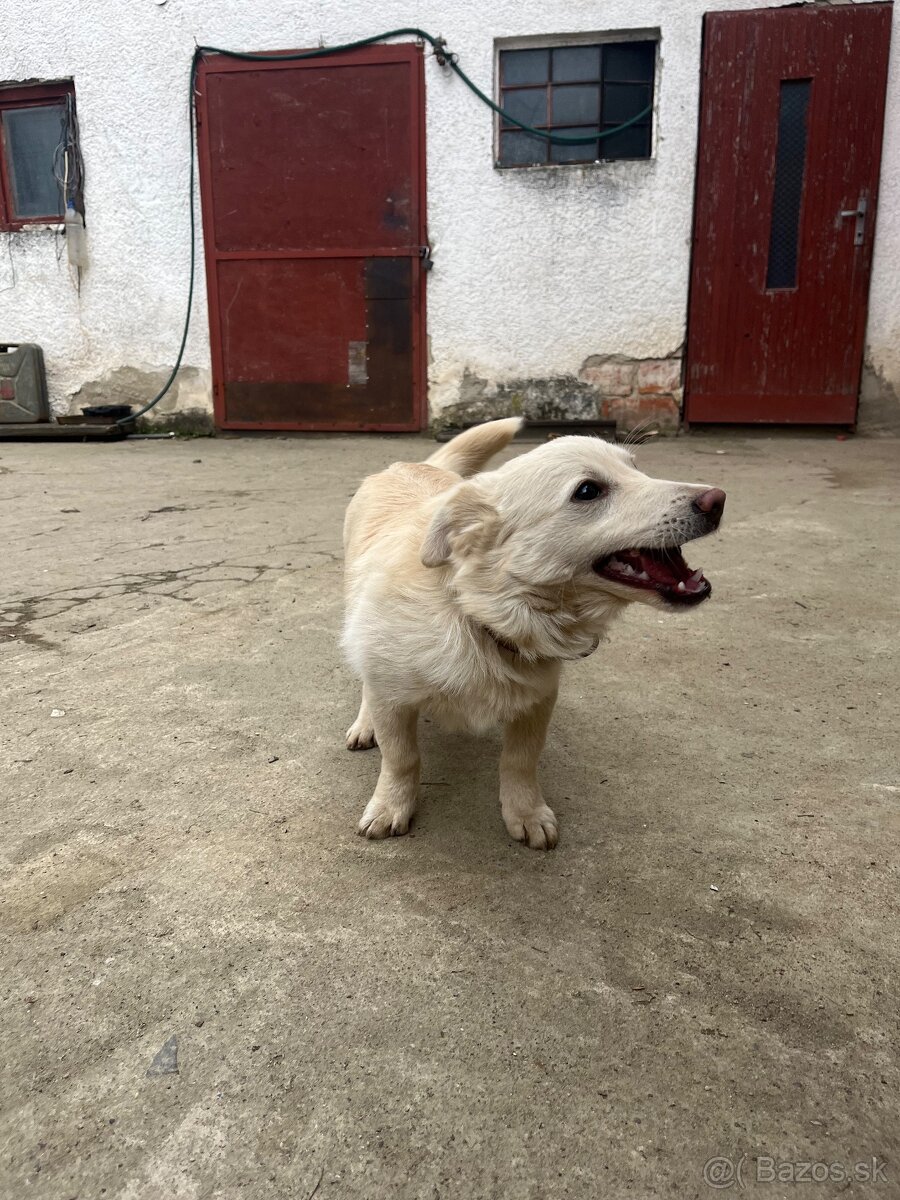 Darujem šteniatko. - 4