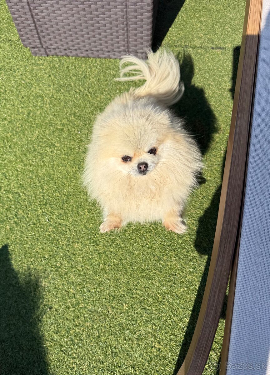 Pomeranian - 4