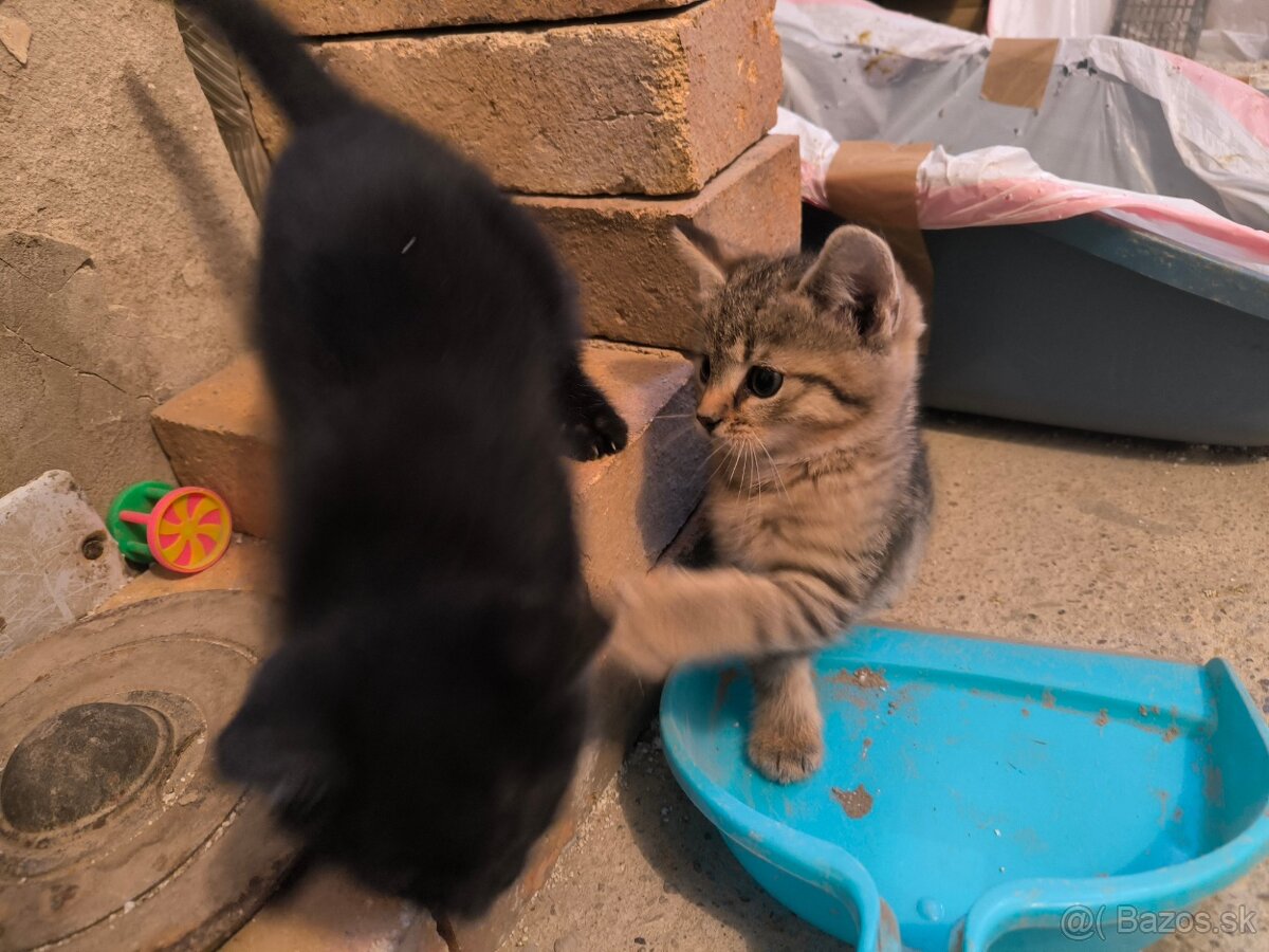 HĽADÁME TVOJE LÁSKAVÉ RUKY - 4