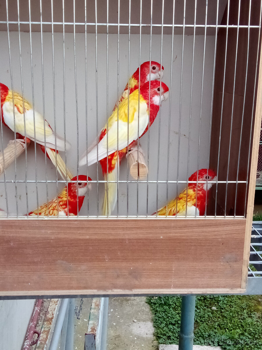 Rozela pestrá rubino - 4