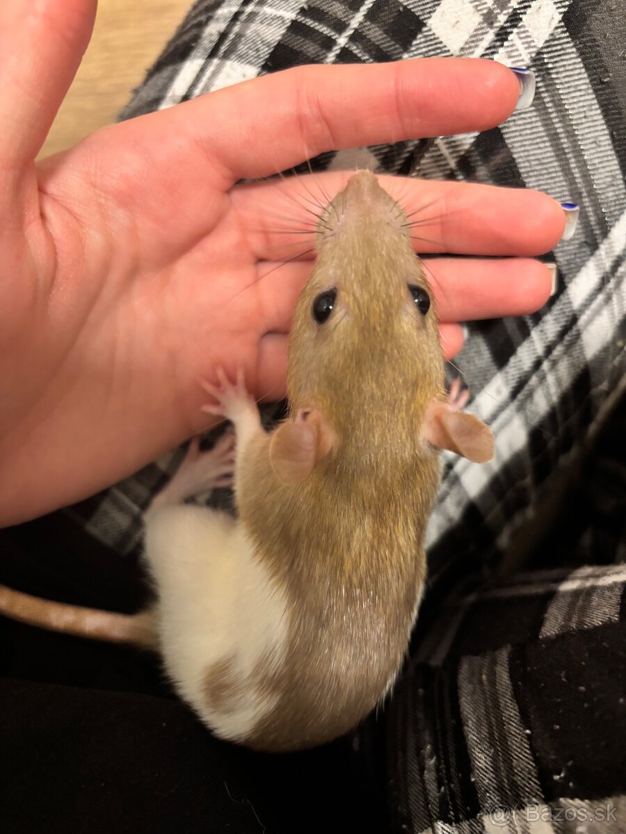 Darujem samičku potkana - 4