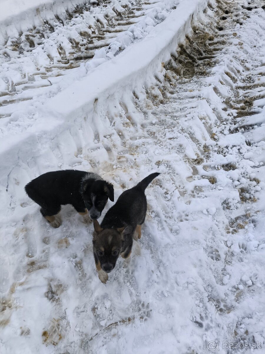 Darujem šteniatka - 4