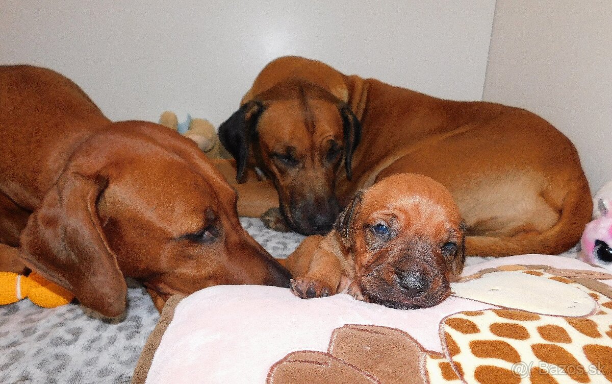 Rhodesian ridgeback- fenka s PP - 4