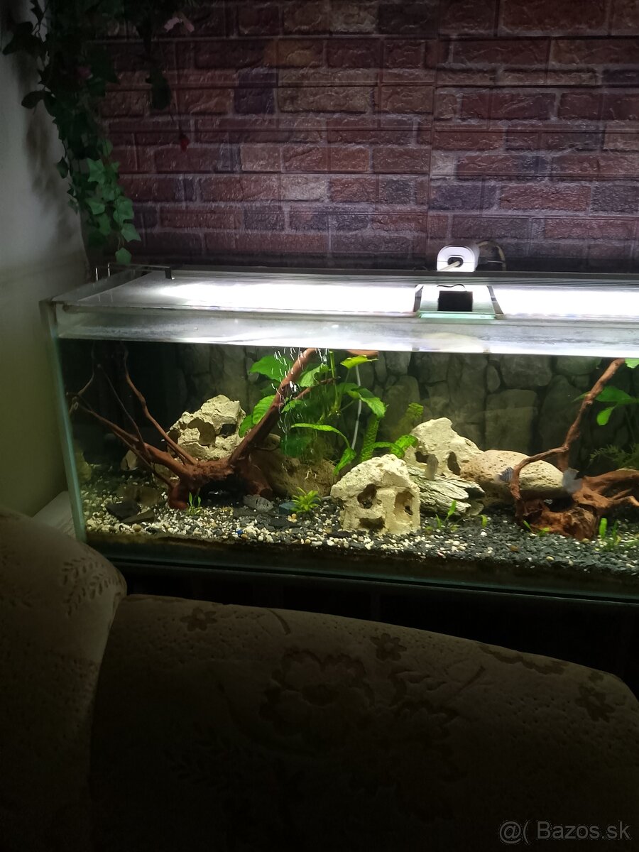 Akvárium - 4