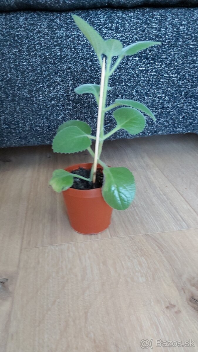 nádchovník , rýmovník - 4