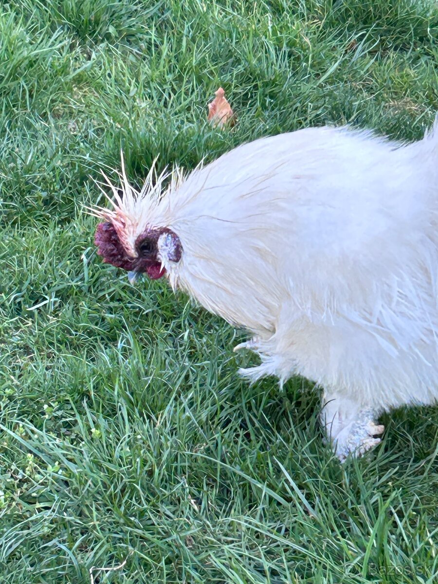 Kohút hodvábničky - 4