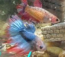 Predám Gupky, Pár bojovnice, - 4