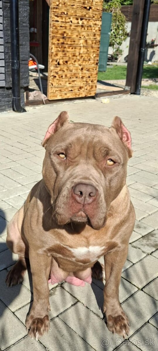 AMERICAN BULLY XL - 4