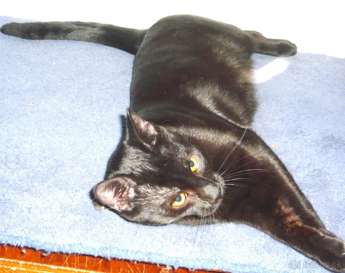 Stále čaká na dobrú rodinku - 4