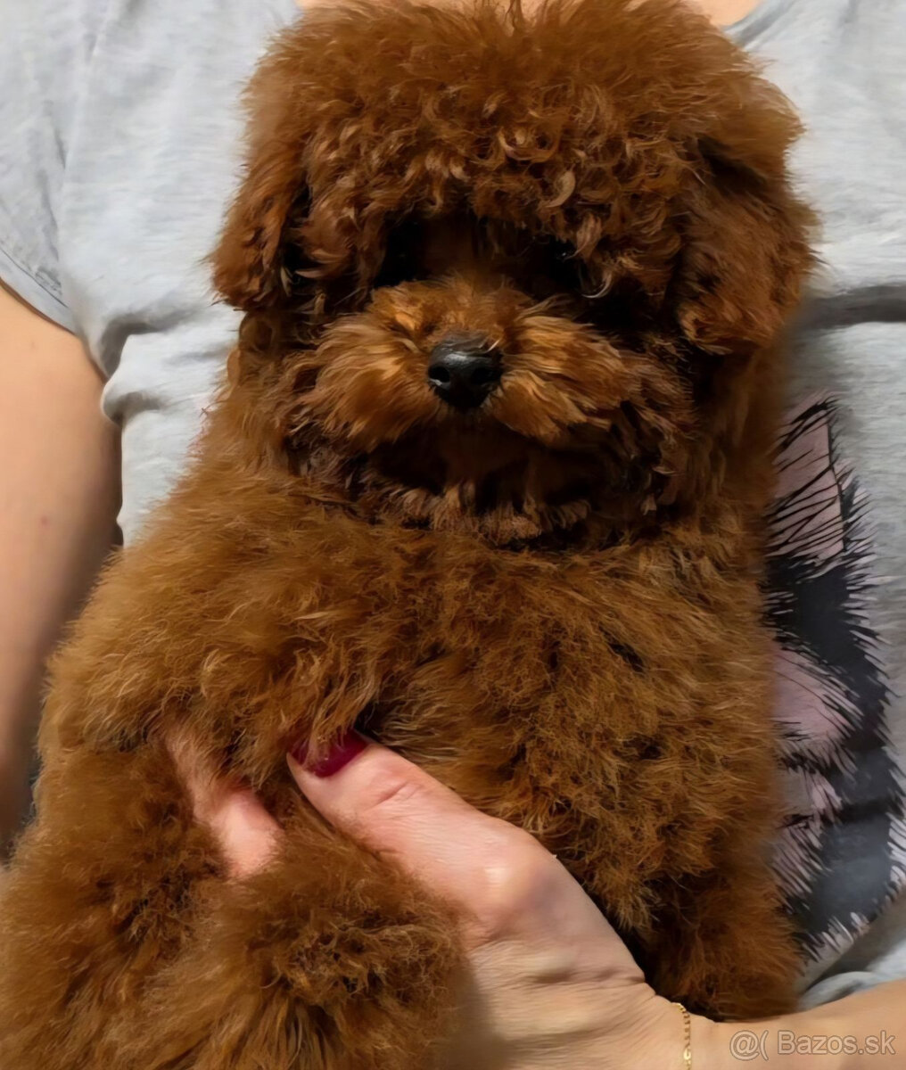 pudel 100% toy Red Braun - 4