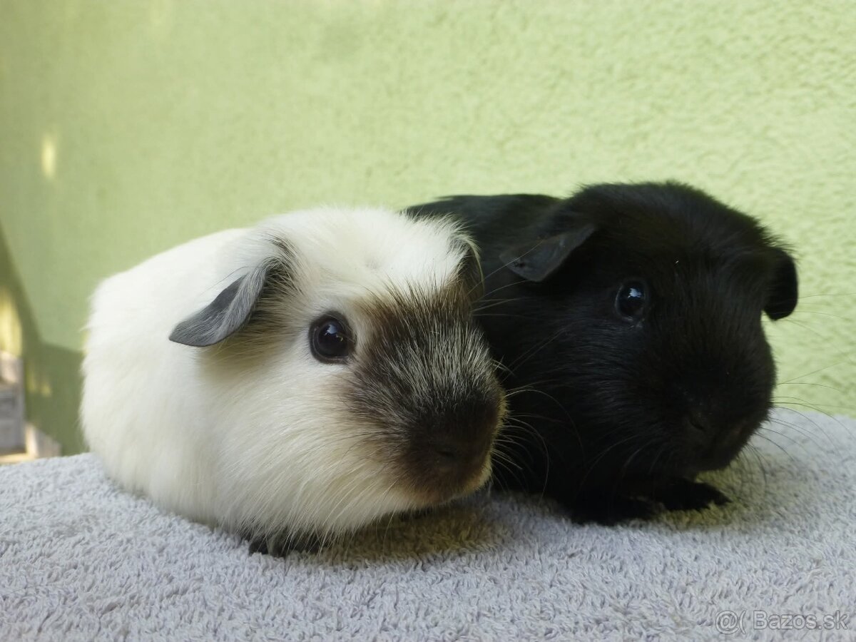 Morčiatka s rodokmeňom - 4