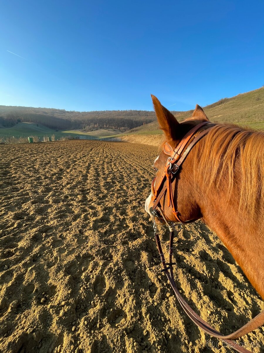 Ustajnenie koní - 4